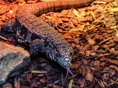 Zwart witte Argentijnse teju - De Zonnegloed - Dierenpark - Dieren opvangcentrum - Sanctuary
